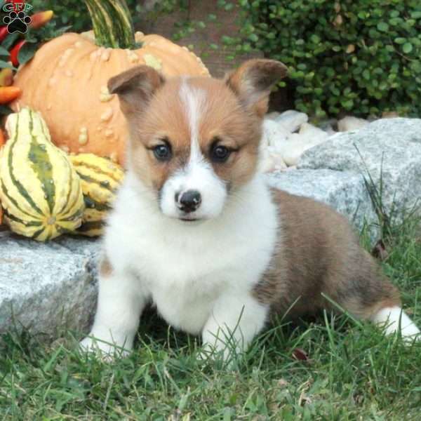 Piper, Pembroke Welsh Corgi Puppy