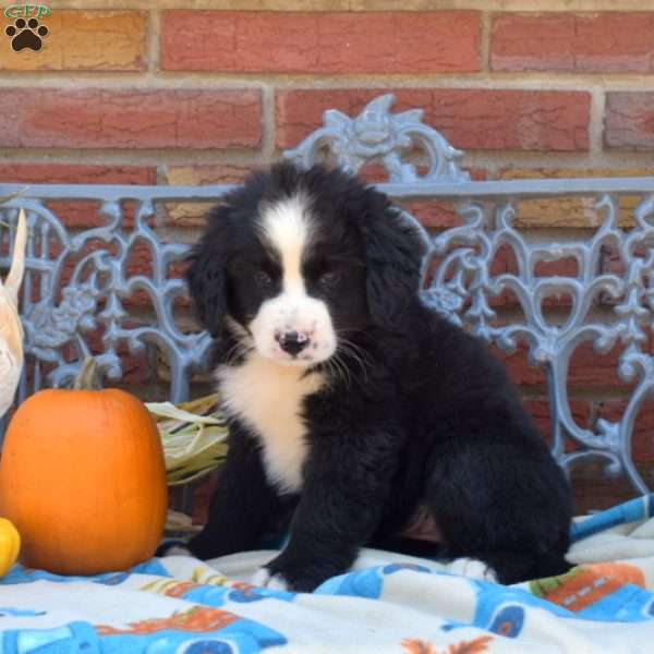 Piper, Labernese Puppy