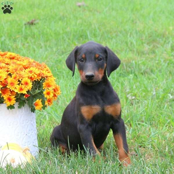 Piper, Doberman Pinscher Puppy