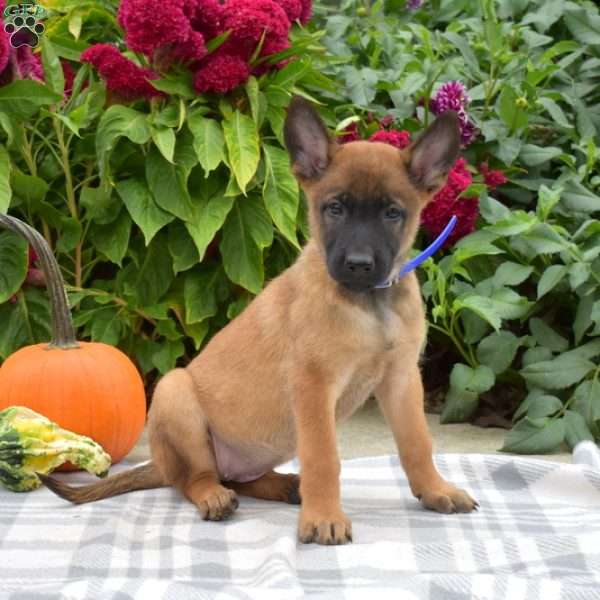 Piper, Belgian Malinois Puppy