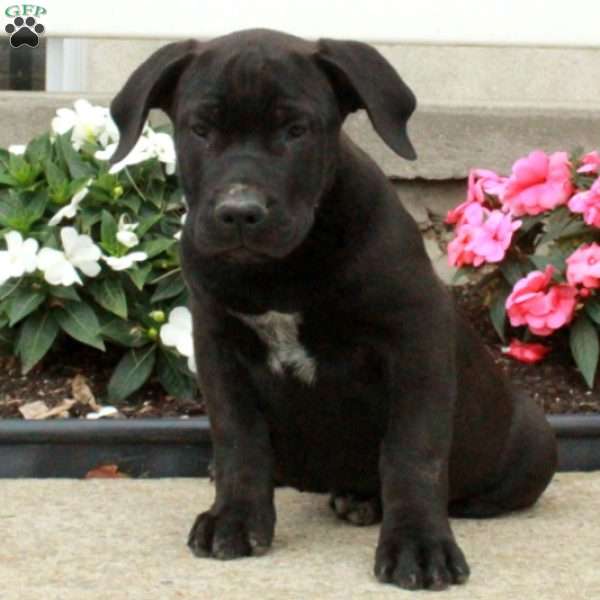 Piper, African Boerboel Puppy