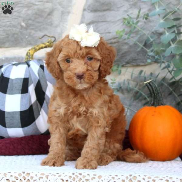 Piper, Cockapoo Puppy