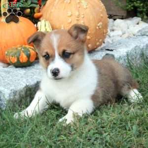 Piper, Pembroke Welsh Corgi Puppy