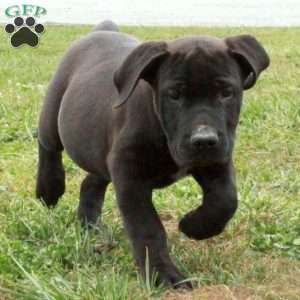 Piper, African Boerboel Puppy