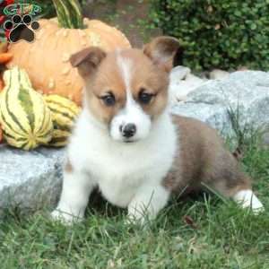 Piper, Pembroke Welsh Corgi Puppy