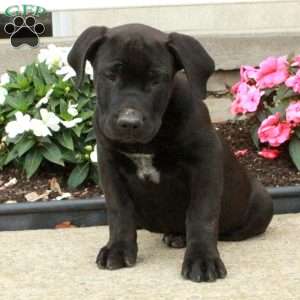 Piper, African Boerboel Puppy