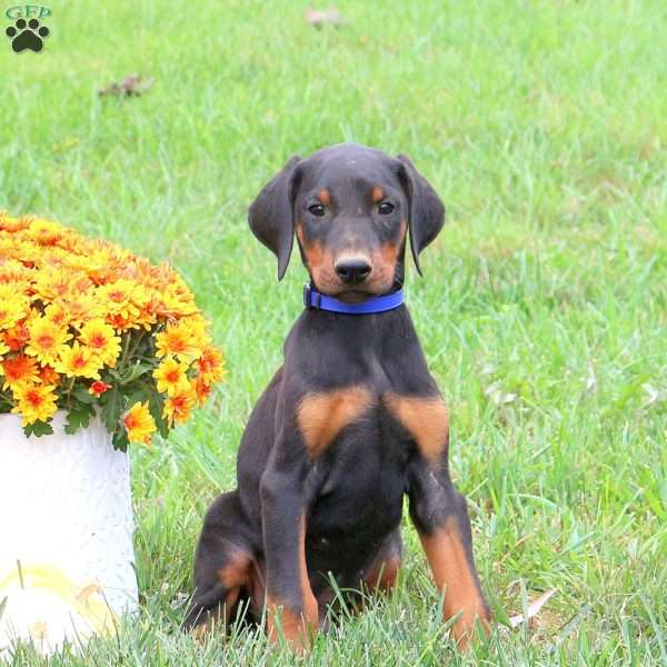 Pipin, Doberman Pinscher Puppy