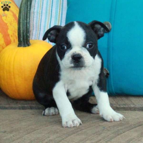 Pippa, Boston Terrier Puppy