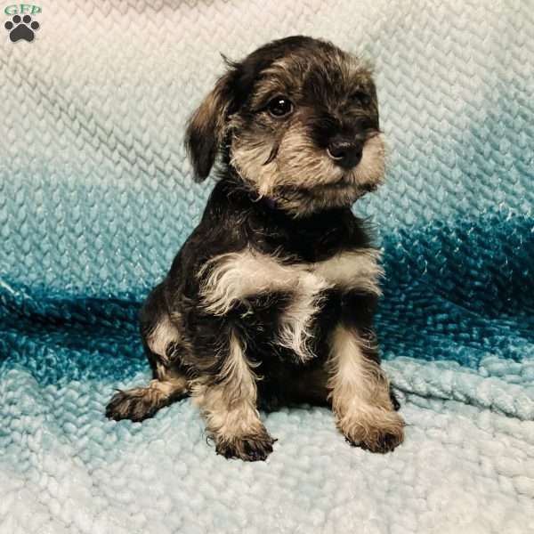 Plum, Miniature Schnauzer Puppy