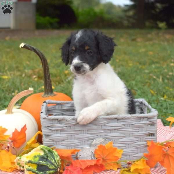 Pluto, Miniature Poodle Mix Puppy