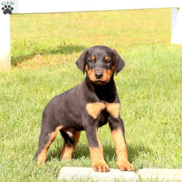 Pluto, Doberman Pinscher Puppy