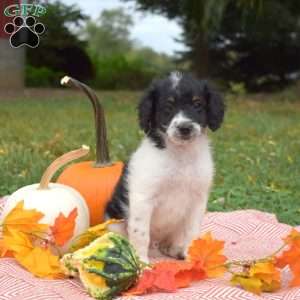 Pluto, Miniature Poodle Mix Puppy