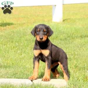 Pluto, Doberman Pinscher Puppy