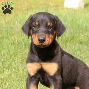 Pluto, Doberman Pinscher Puppy