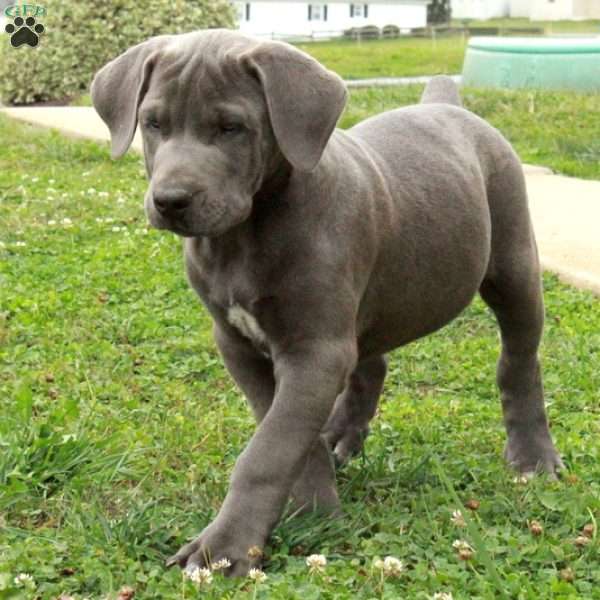 Poe, African Boerboel Puppy