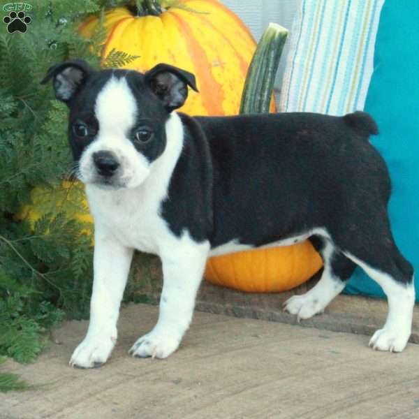 Poe, Boston Terrier Puppy