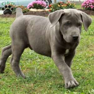 Poe, African Boerboel Puppy