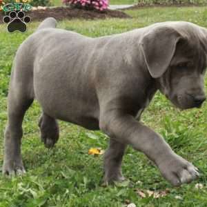 Poe, African Boerboel Puppy