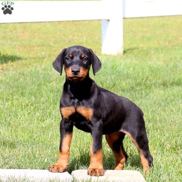 Polly, Doberman Pinscher Puppy