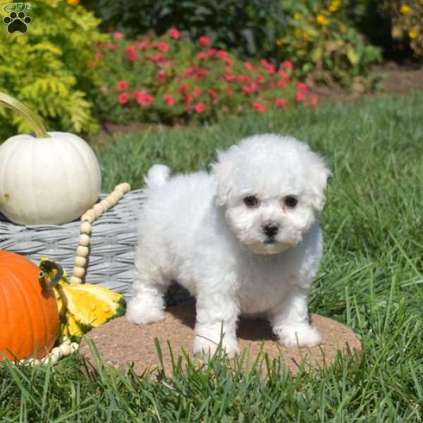 Polly, Bichon Frise Puppy