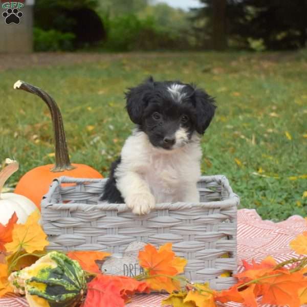 Polly, Miniature Poodle Mix Puppy