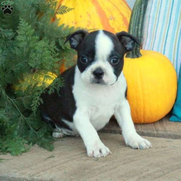 Polly, Boston Terrier Puppy