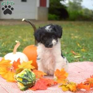 Polly, Miniature Poodle Mix Puppy