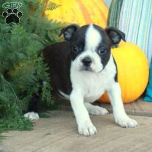 Polly, Boston Terrier Puppy