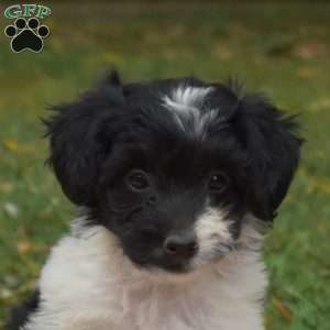 Polly, Miniature Poodle Mix Puppy