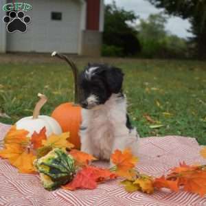 Polly, Miniature Poodle Mix Puppy