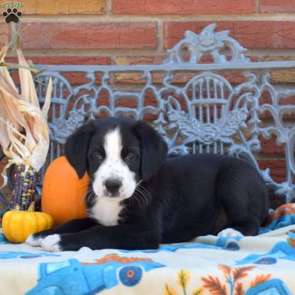 Pongo, Labernese Puppy