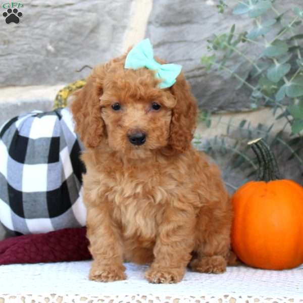 Poppy, Cockapoo Puppy