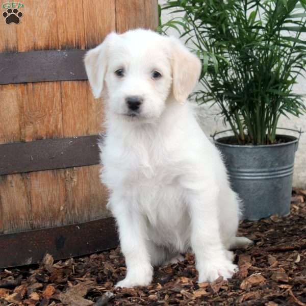 Poppy, Labradoodle Puppy