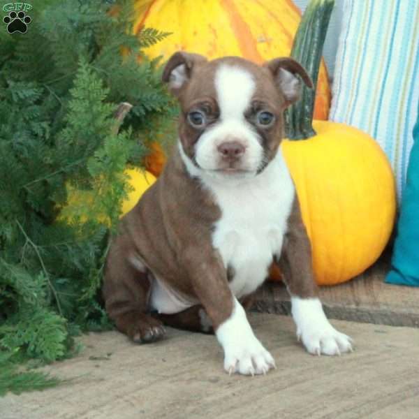 Poppy, Boston Terrier Puppy