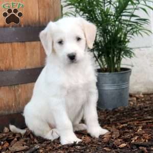 Poppy, Labradoodle Puppy