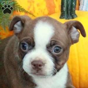 Poppy, Boston Terrier Puppy