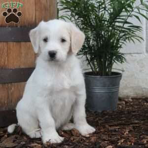 Poppy, Labradoodle Puppy