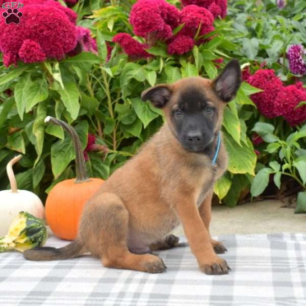 Porter, Belgian Malinois Puppy