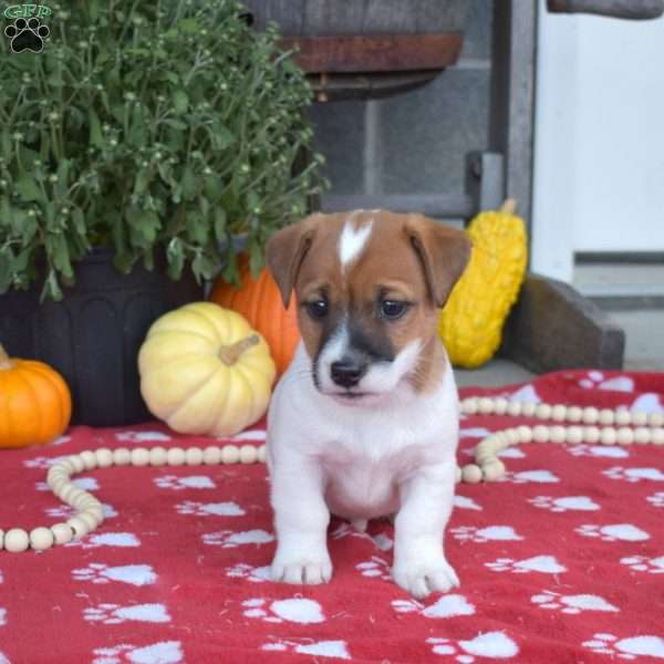 Porter, Jack Russell Terrier Puppy