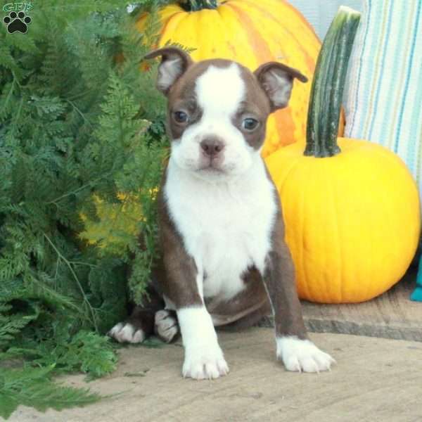 Posey, Boston Terrier Puppy