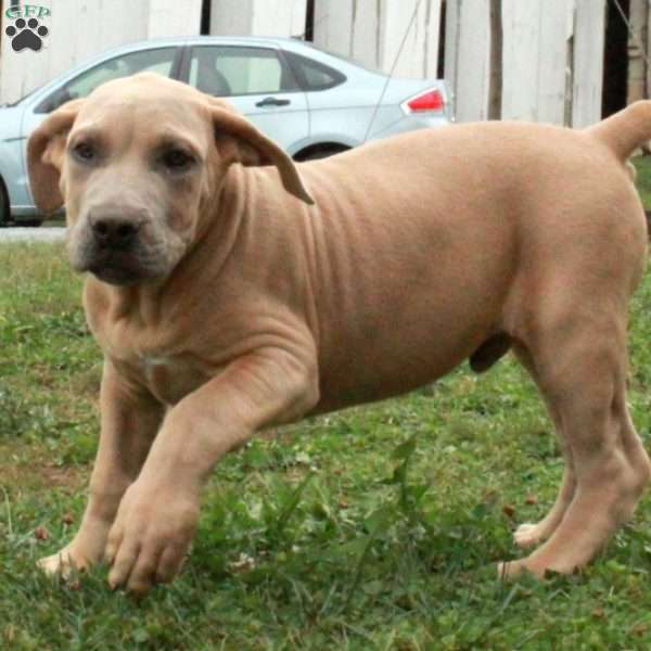 Potter, African Boerboel Puppy