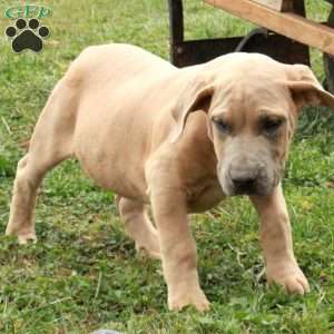 Potter, African Boerboel Puppy