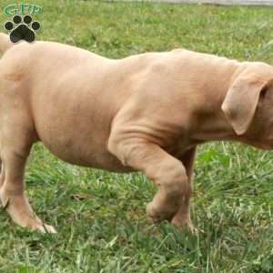 Potter, African Boerboel Puppy