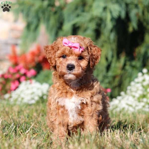 Precious, Mini Goldendoodle Puppy