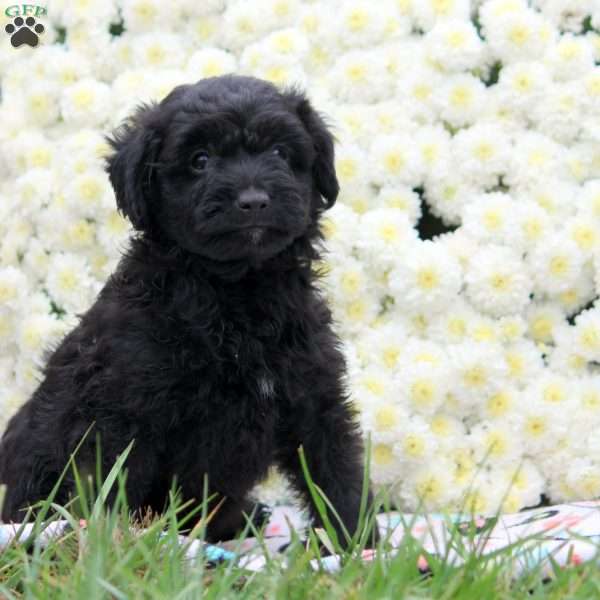 Preston, Mini Aussiedoodle Puppy