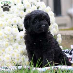 Preston, Mini Aussiedoodle Puppy