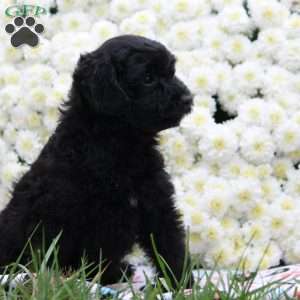 Preston, Mini Aussiedoodle Puppy