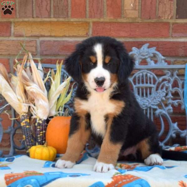 Pretzel, Labernese Puppy