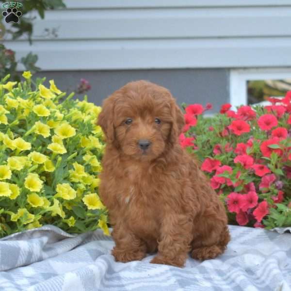 Pretzel, Mini Goldendoodle Puppy