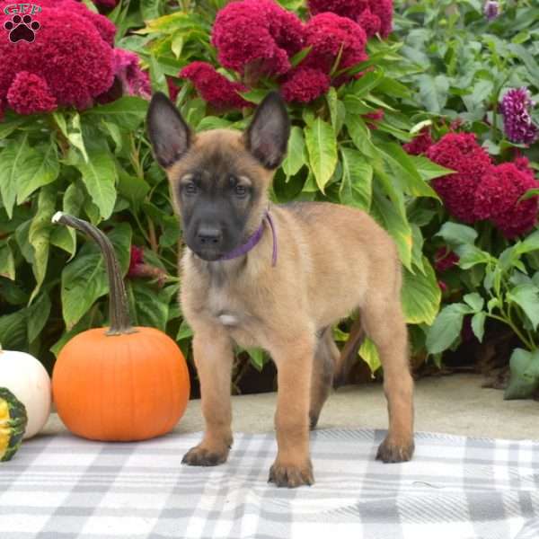 Prince, Belgian Malinois Puppy